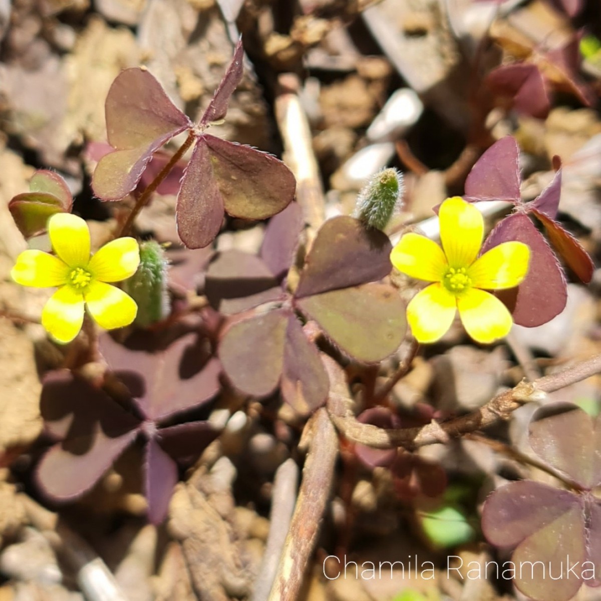 Oxalis corniculata L.